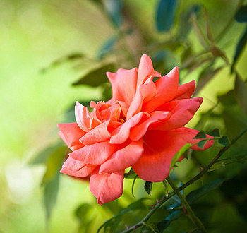 电话自动追呼系统