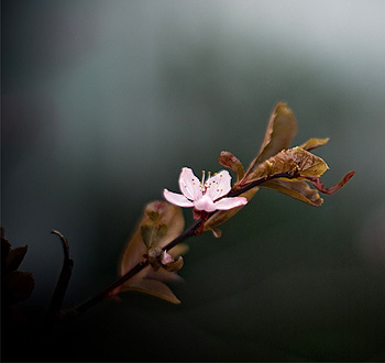 网络电话在线发送