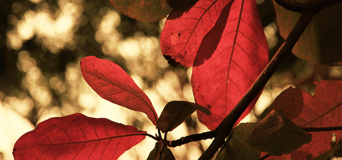 自动拨号软件连续呼叫